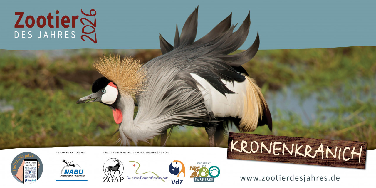 Glücksboten in Gefahr:

Der Kronenkranich ist das Zootier des Jahres 2026