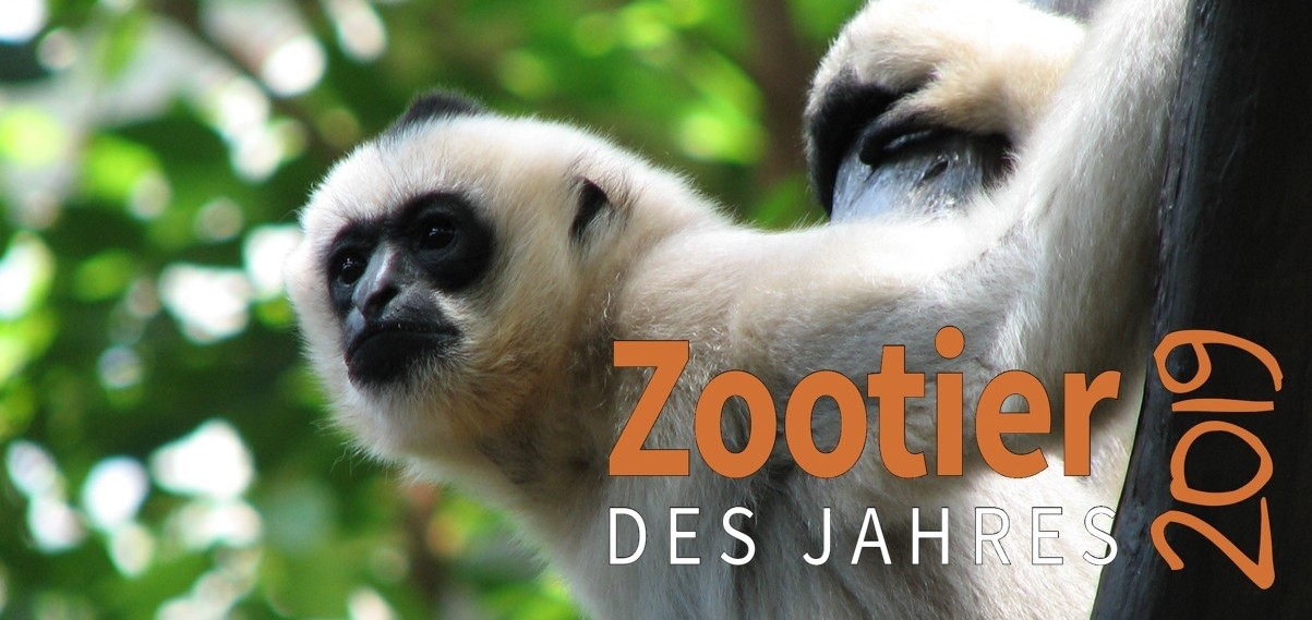 Zootier des Jahres 2019: Der Gibbon