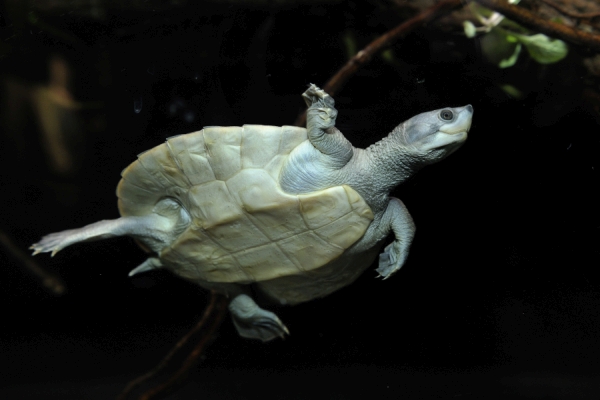 Nördliche Batagur-Flussschildkröte